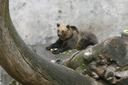 Bear in ceske krumlov castle moat